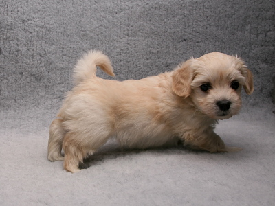 Bichon Havanais hvalp fra Kennel Miki Nanoq